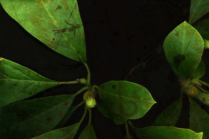 Eva-Maria Lopez: Phyto-Travellers