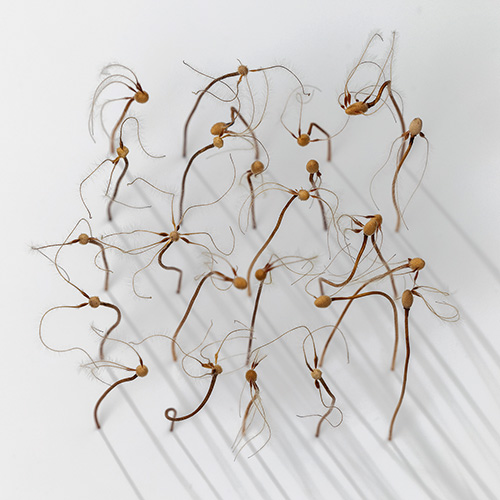 Abbildung: Pauline Adler, Werk aus Flugsamen