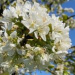 Mittwochstreff: Frühling häkeln – Blumen, Blätter und gute Laune