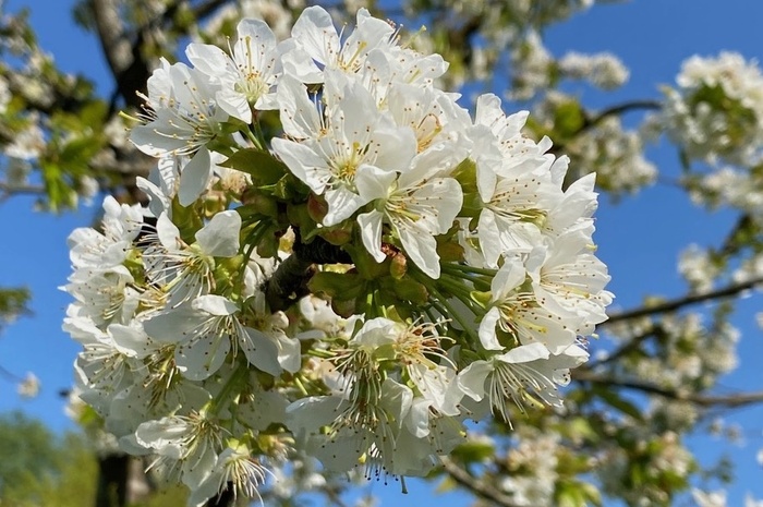 Mittwochstreff: Frühling häkeln – Blumen, Blätter und gute Laune
