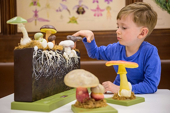 Pilze. Fungi for Future